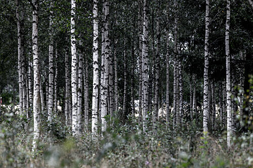 Birch Trees 21 Art Print
