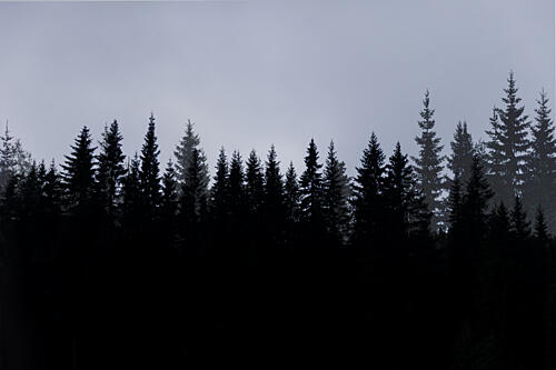 Mystical Forest Scene 3 Art Print