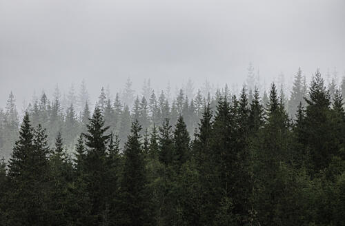 Mystical Forest Scene Art Print