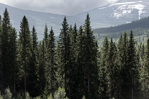 Woods and Mountains 1 Art Print