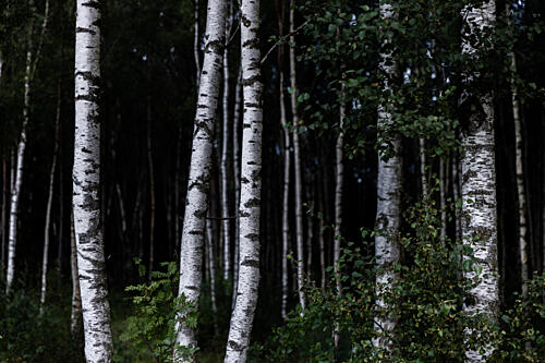 Birch Trees Dark 1 Art Print