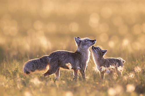 Golden Hour Foxes Art Print