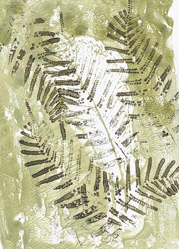 Green Fern Impressions Art Print