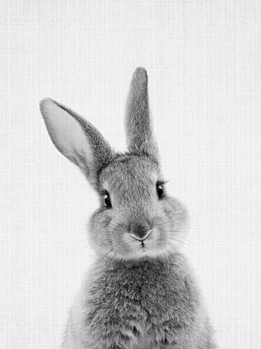 Curious Bunny Gaze Art Print by Lila and Lola