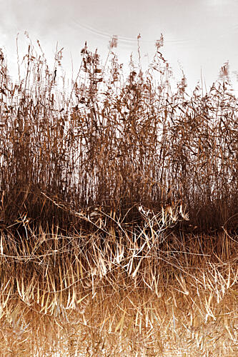 Golden Reeds Reflection Gold Print