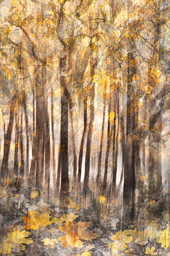 Golden Autumn Forest Gold Print