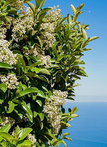 Flowering Bush Ocean View Art Print