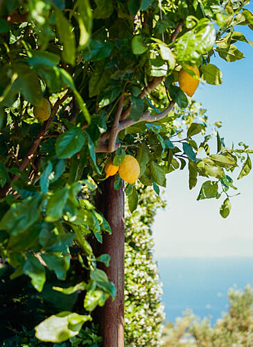 Lemons Overlooking Sea Art Print