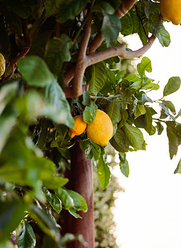 Fresh Lemons on Tree Art Print