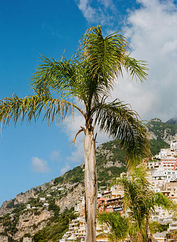 Palm Tree Coastal Town Art Print