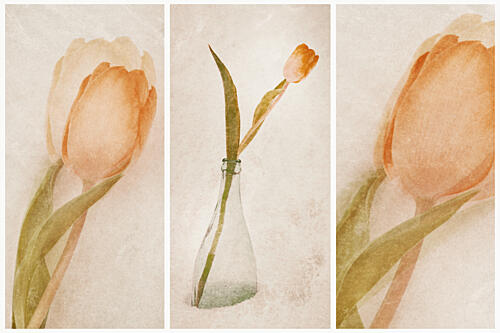 Delicate Tulip Still Life Art Print