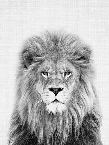 Majestic Lion Portrait Art Print by Lila and Lola