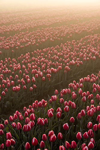Field of Flowers 1 Art Print