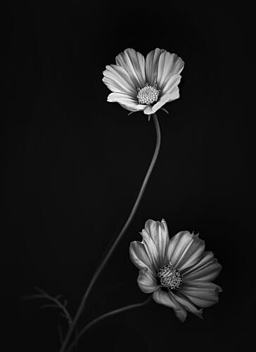 Graceful Cosmos Blooms Art Print
