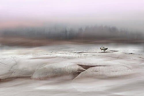 Solitary Winter Tree Art Print