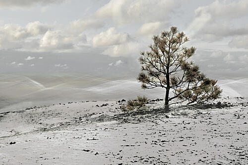 Lone Winter Tree Landscape Art Print