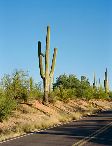 Saguaro Desert Road Art Print