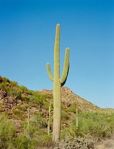 Majestic Saguaro Cactus Art Print