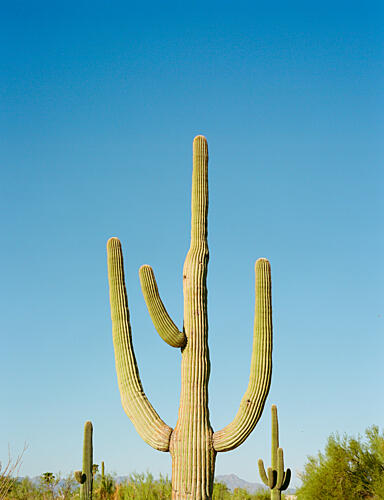 Iconic Desert Saguaro Art Print