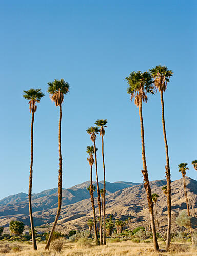 Desert Palms under Blue Sky Gold Print