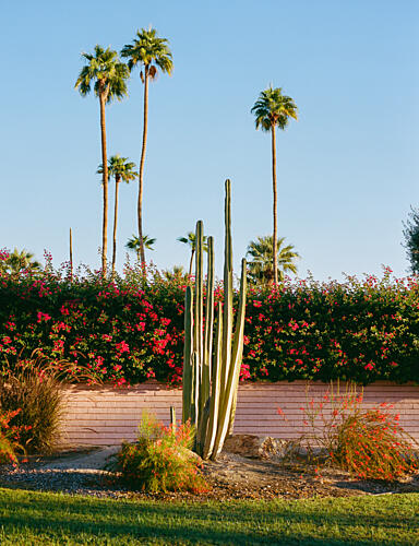 Desert Cactus Palm Garden Art Print
