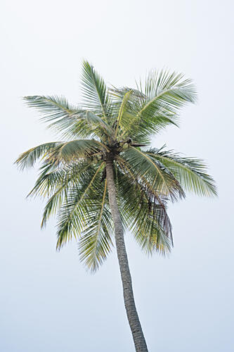 Tropical Coconut Palm Art Print