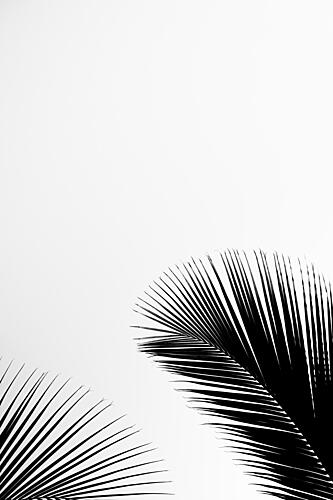 Tropical Palm Silhouettes Art Print