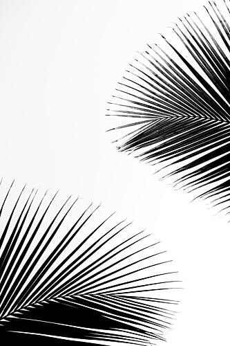 Tropical Palm Silhouettes Art Print