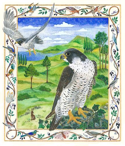 Peregrine Falcon Art Print