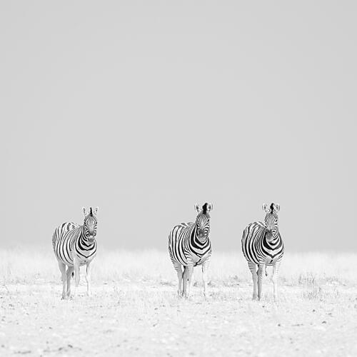 Three Zebras on Plains Art Print by Peter Schoeman