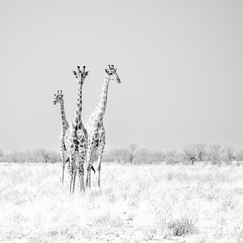 Three Majestic Giraffes Art Print by Peter Schoeman