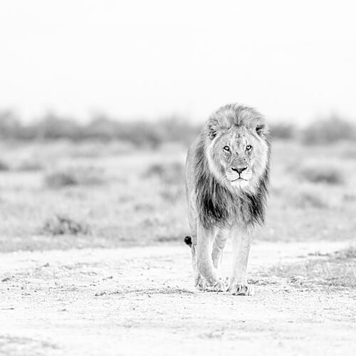 Powerful Lion Approaching Art Print by Peter Schoeman