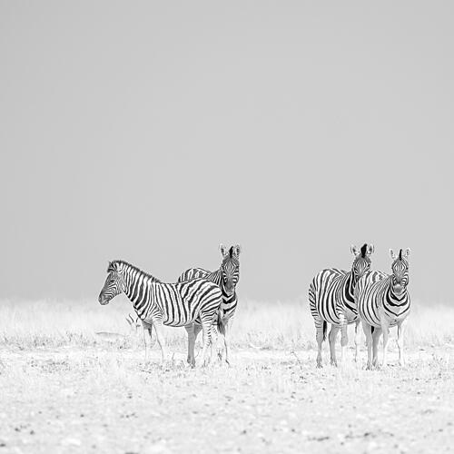 Peaceful Zebra Herd Art Print by Peter Schoeman