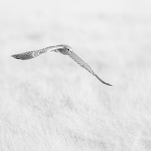 Soaring Grey Hawk Art Print by Peter Schoeman