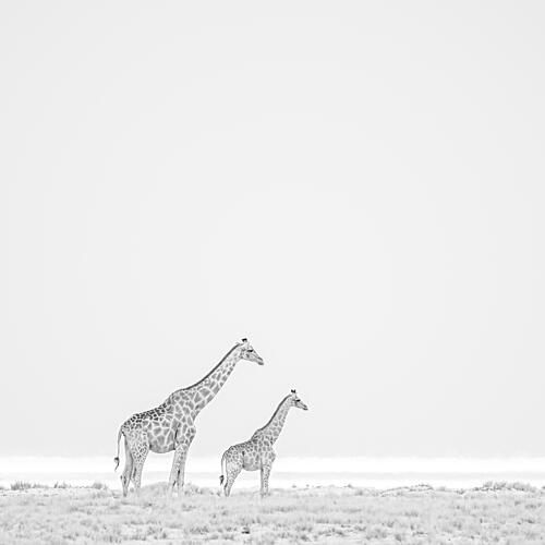 Minimalist Giraffe Duo Art Print by Peter Schoeman