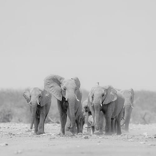 Majestic Elephant Family Art Print by Peter Schoeman