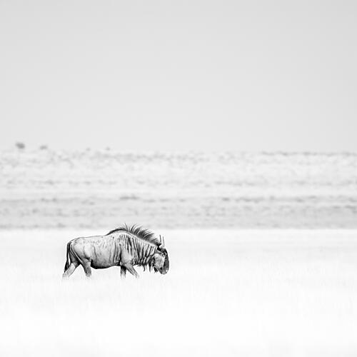 Solitary Wildebeest Walk Art Print by Peter Schoeman