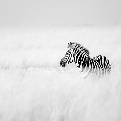 Serene Zebra Foal Art Print by Peter Schoeman