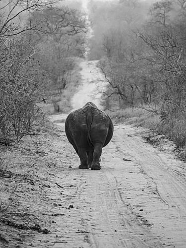 African Rhino Path Art Print by Kimio Kobayashi