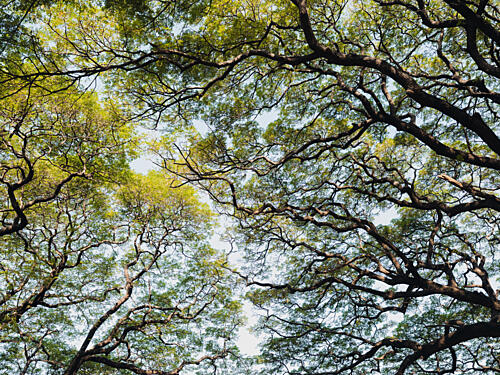 Vibrant Forest Canopy Art Print