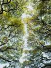 Trees in a botanical garden in Sri Lanka Art Print