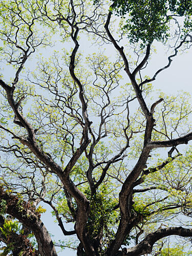 Majestic Tree Canopy Art Print