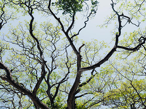 Green Canopy Sky View Art Print
