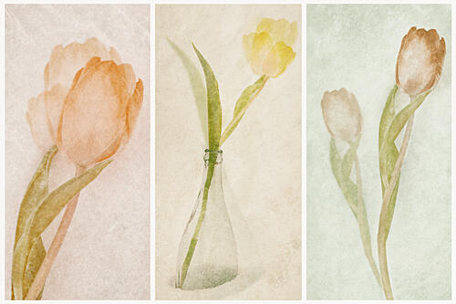 Watercolor Tulip Triptych Art Print