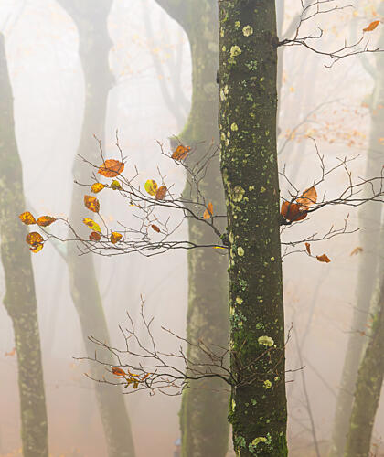 Misty Autumn Trees Art Print by Gianpaolo Meriana