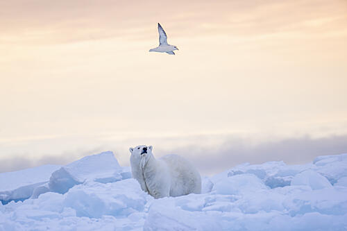Arctic Bear and Bird Art Print by SiyuWei Apa