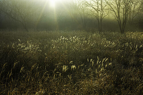 Golden Morning Mist Art Print by Yukio Shibata