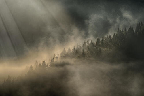 Misty Forest Sun Rays Art Print