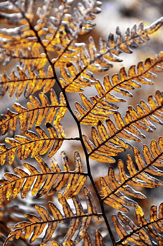 Golden Autumn Fern Gold Print