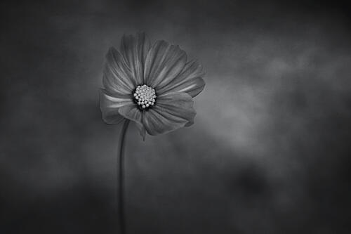 Elegant Solitary Bloom Art Print
